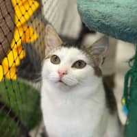 Photo of 🎠 Niffler 5926 🎠