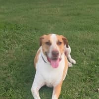 Photo of Rusty *$250 Adoption Fee*