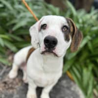 Photo of Chilli Flake 