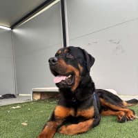 Photo of Shadow