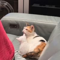 Photo of Molly