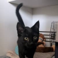 Photo of Appa Meet Me At Petstock Zetland