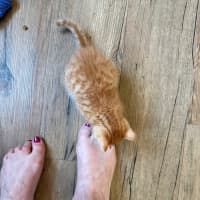 Photo of Tony (De No Toe Za)  Meet Me At Petstock Keysborou