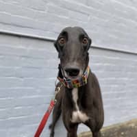 Photo of Ace The Greyhound