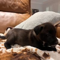 Photo of Sootie