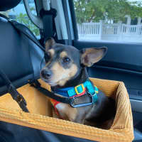 Photo of Young Dexter 