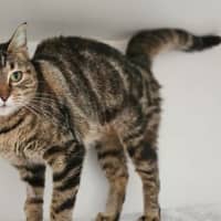 Photo of Pip