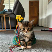 Photo of Gracie Meet Me At Petstock Carrum Downs Store 