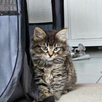 Photo of Poppy