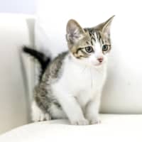 Photo of Tommy