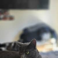 Photo of Maverick