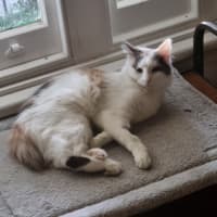 Photo of Finch