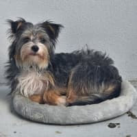 Photo of Chip