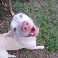 Photo of Marshmallow 