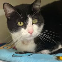 Photo of 🥇 Vesper 5199 🥇