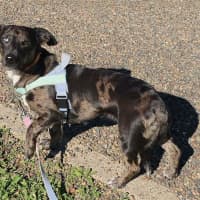 Photo of Lulu