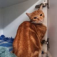 Photo of Tommy (Was Peaches)