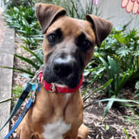 Photo of Scooter