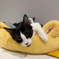 Photo of Cookie