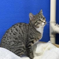 Photo of Crumpet