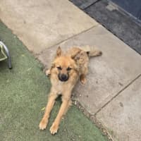 Photo of Ace