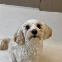 Photo of Cookie