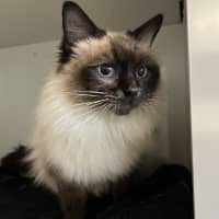 Photo of Tikki