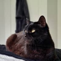 Photo of Lola (Aka Spot)