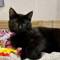 Photo of Olly **2nd Chance Cat Rescue **