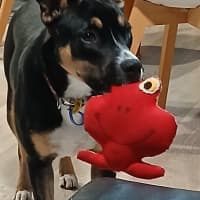 Photo of Remy