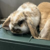 Photo of Lemon