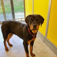 Photo of Buddy