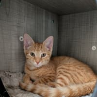 Photo of Misty