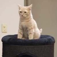 Photo of Taka **2nd Chance Cat Rescue**