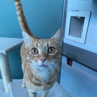 Photo of Pumpkin