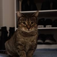 Photo of Cleo