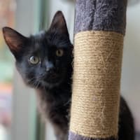 Photo of Bing 