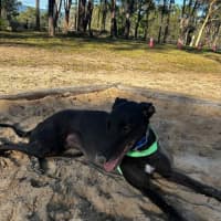 Photo of Rocky, The Greyhound 