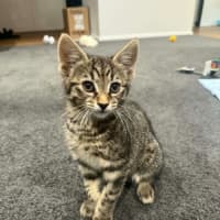 Photo of Nala *9 Lives Project Rescue*