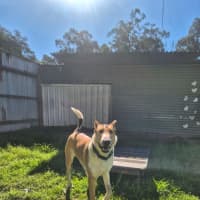 Photo of Koda
