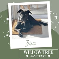 Photo of Zima
