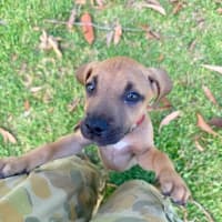 Photo of Alvin   4 Month Old Mixed Breed (Trial)