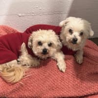 Photo of Bianca / Stella