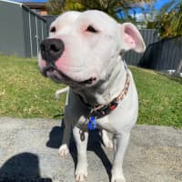 Photo of Lola   2 Year Old Staffy 