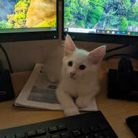 Photo of Sora