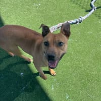 Photo of Almond Imp 1100