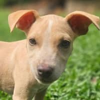 Photo of Shelby