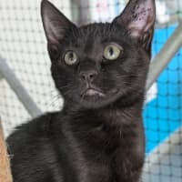 Photo of Fawnie Golden