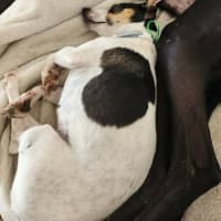 Photo of Pepper