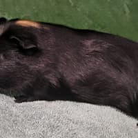 Photo of Theodore (Bonded To Terrence 